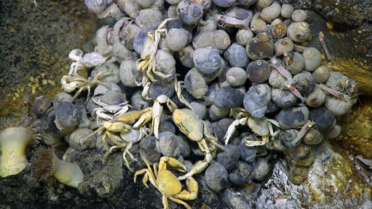 Snails, crabs, shrimp, and anemonies at a hydrothermal site