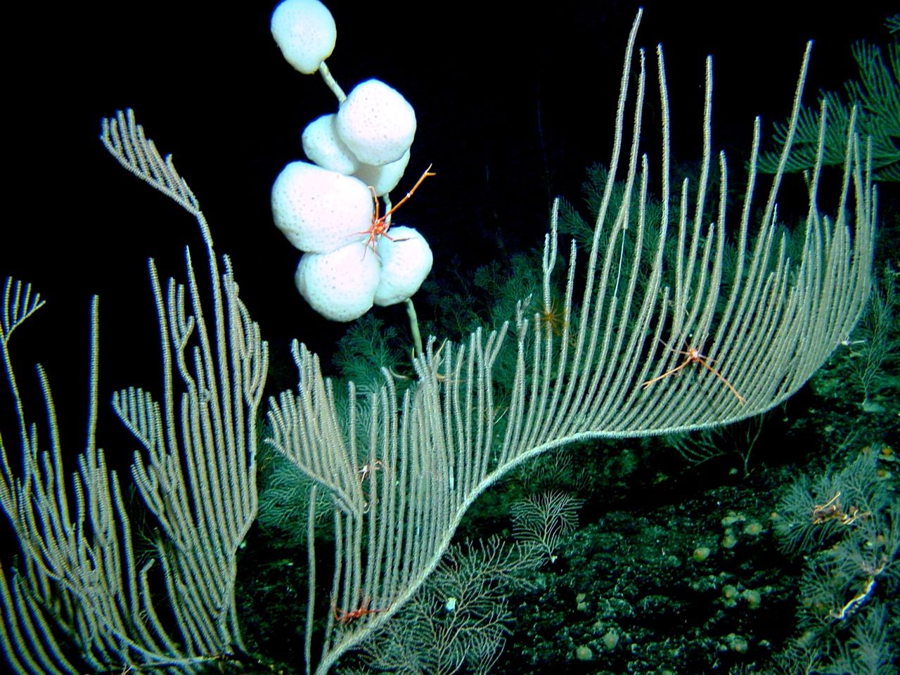 Soft coral and sponges on a deep reef in the monument.