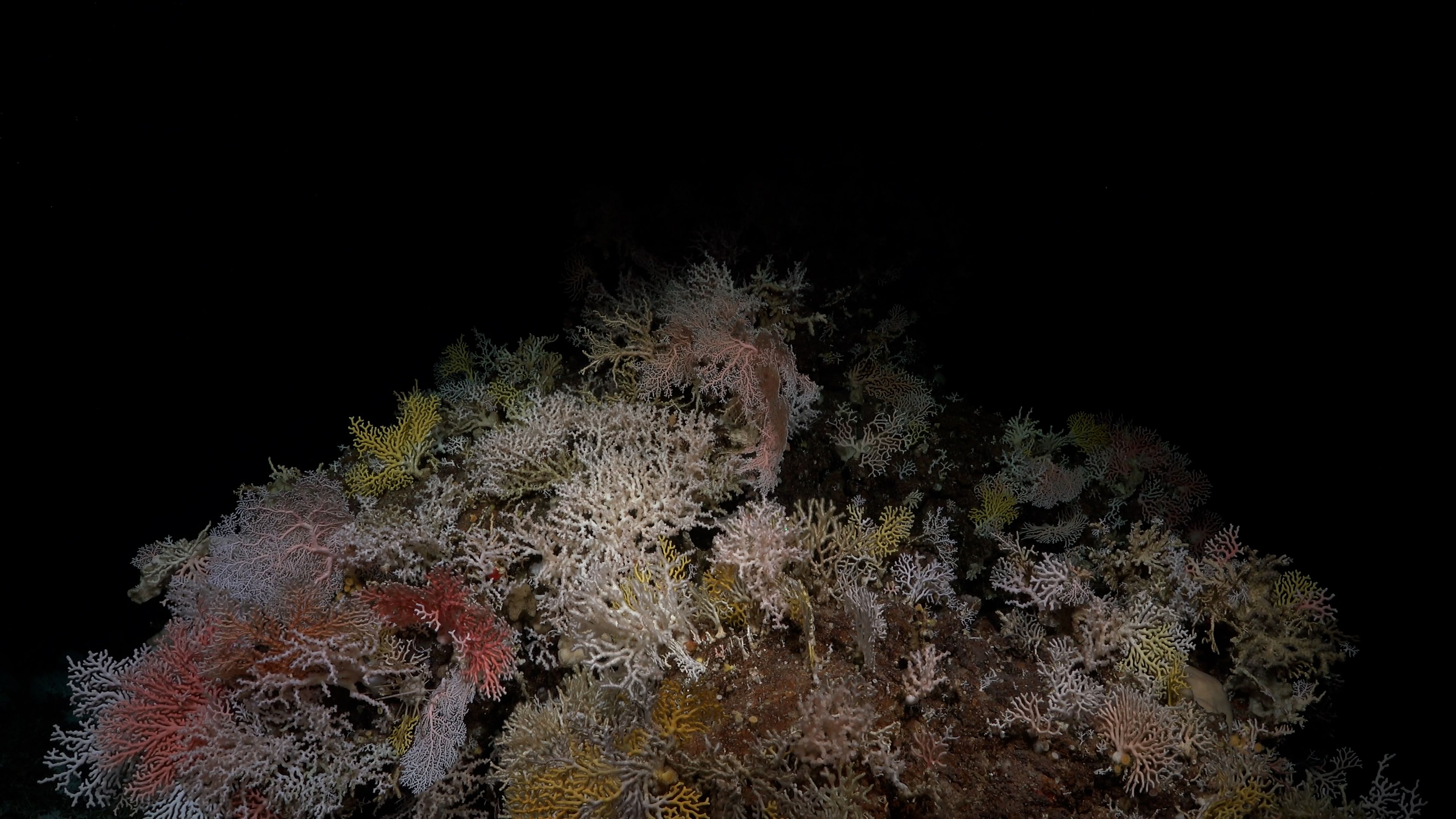 A large deep-sea coral mound displays colors of yellow, white, and pink.