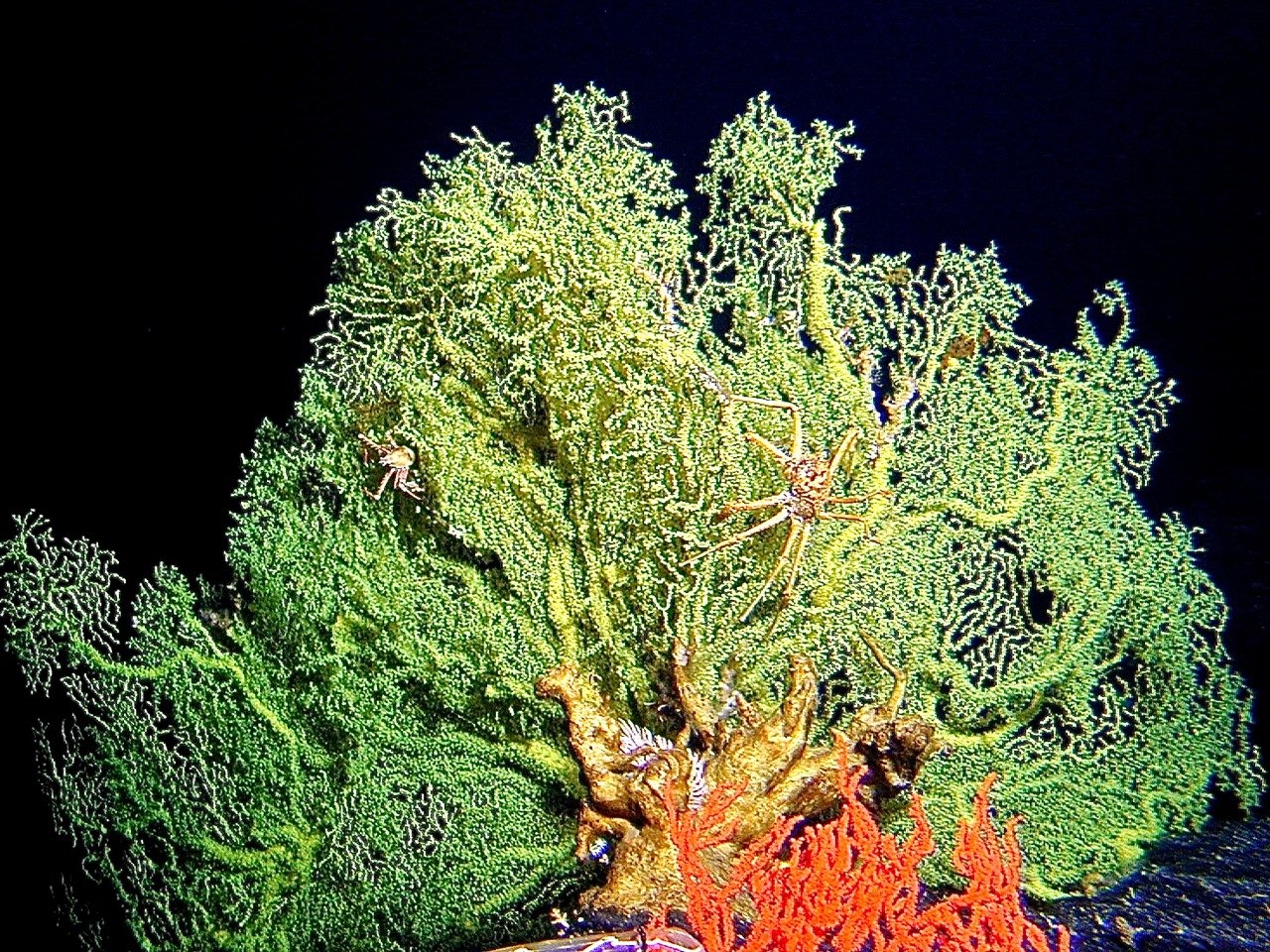 Gold corals like this one can grow for more than a thousand years, and they hold important records of past ocean conditions.