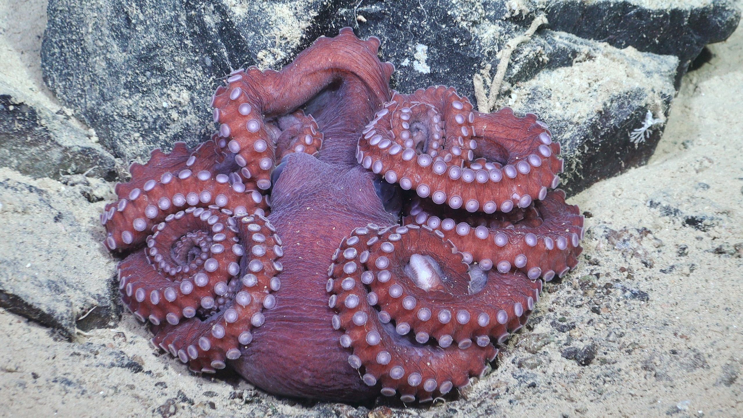 An octopus rests on the seafloor with its tentacles wrapped around its head and body