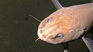 A rattail found at around 6000 m; the fish is approximately 60-70 cm.