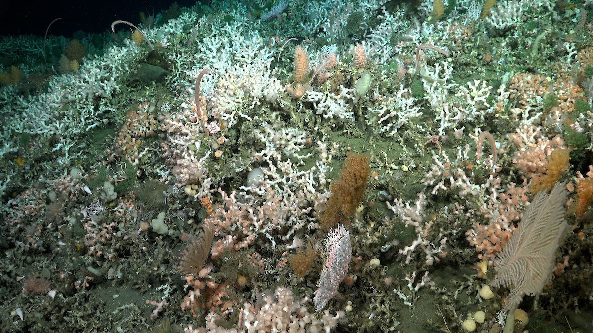 Dense deep-sea coral reef ecosystem with intricate white, pink, and yellow coral formations covering a dark seafloor.