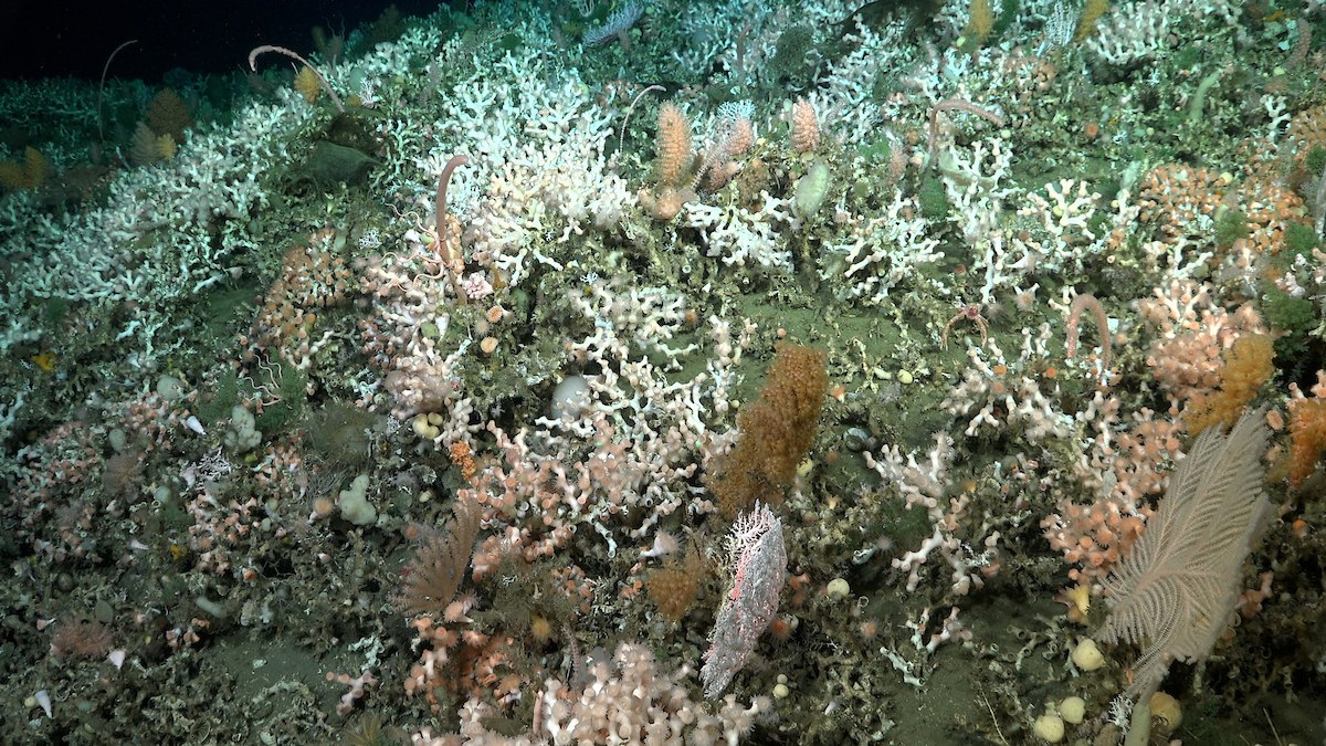 Dense deep-sea coral reef ecosystem with intricate white, pink, and yellow coral formations covering a dark seafloor.