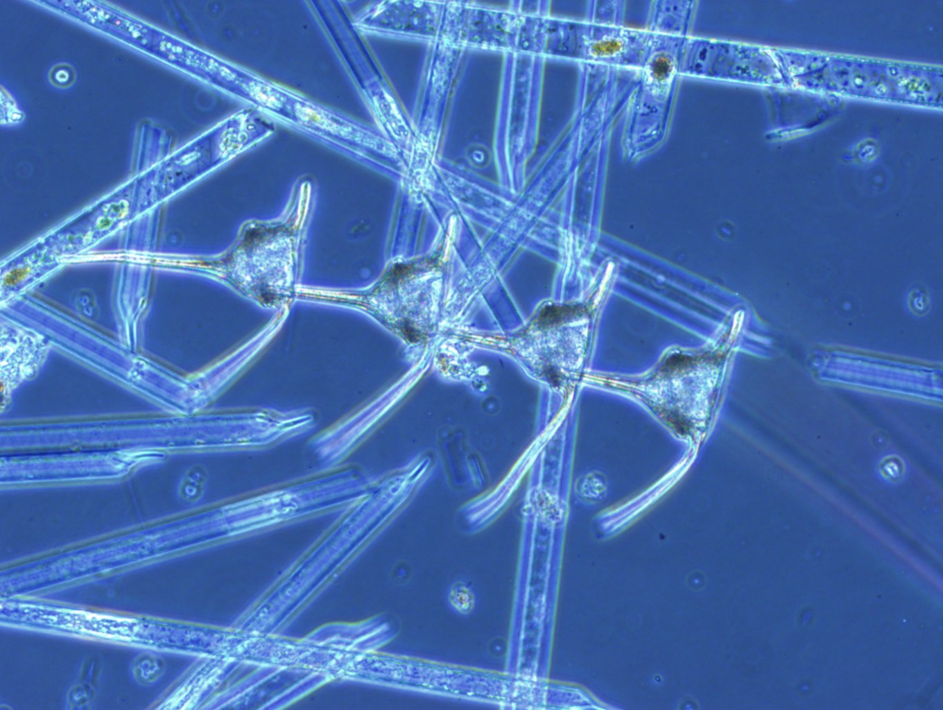 Component of harmful algal bloom.