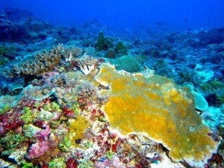 coralplateauhabitat_bigger