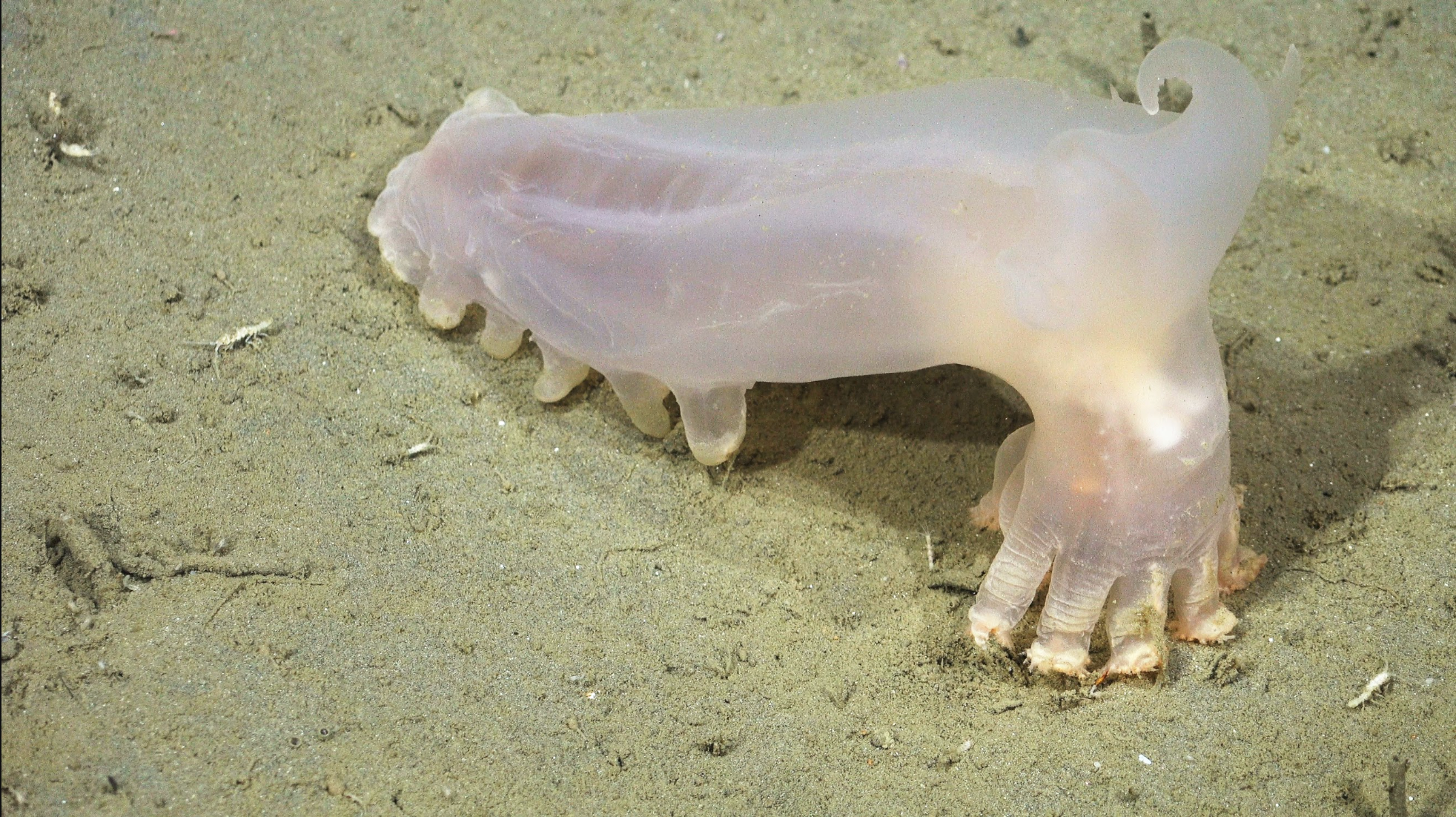 A translucent sea pig (Scotoplanes) with pale tube feet resting on a fine, sandy ocean floor.