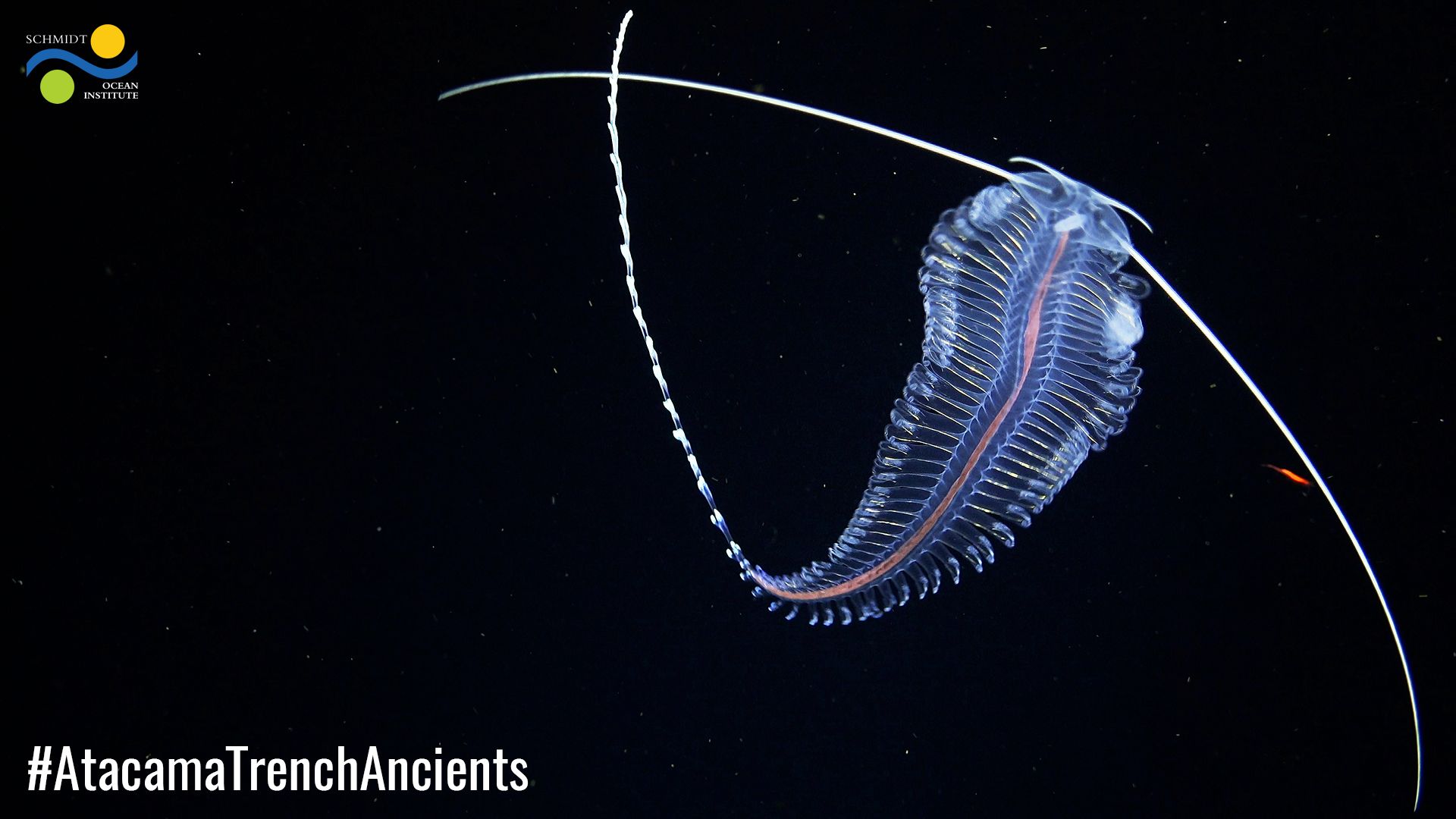 Tomopteris Polychaete
