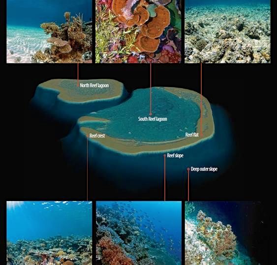 A map of South Reef with images showing sample habitats from different areas.