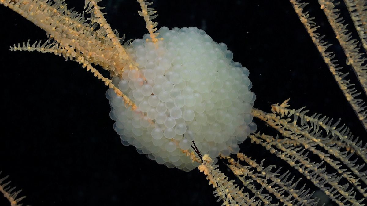 Spherical cluster of translucent white snailfish eggs anchored around the branches of a deep-sea coral structure.
