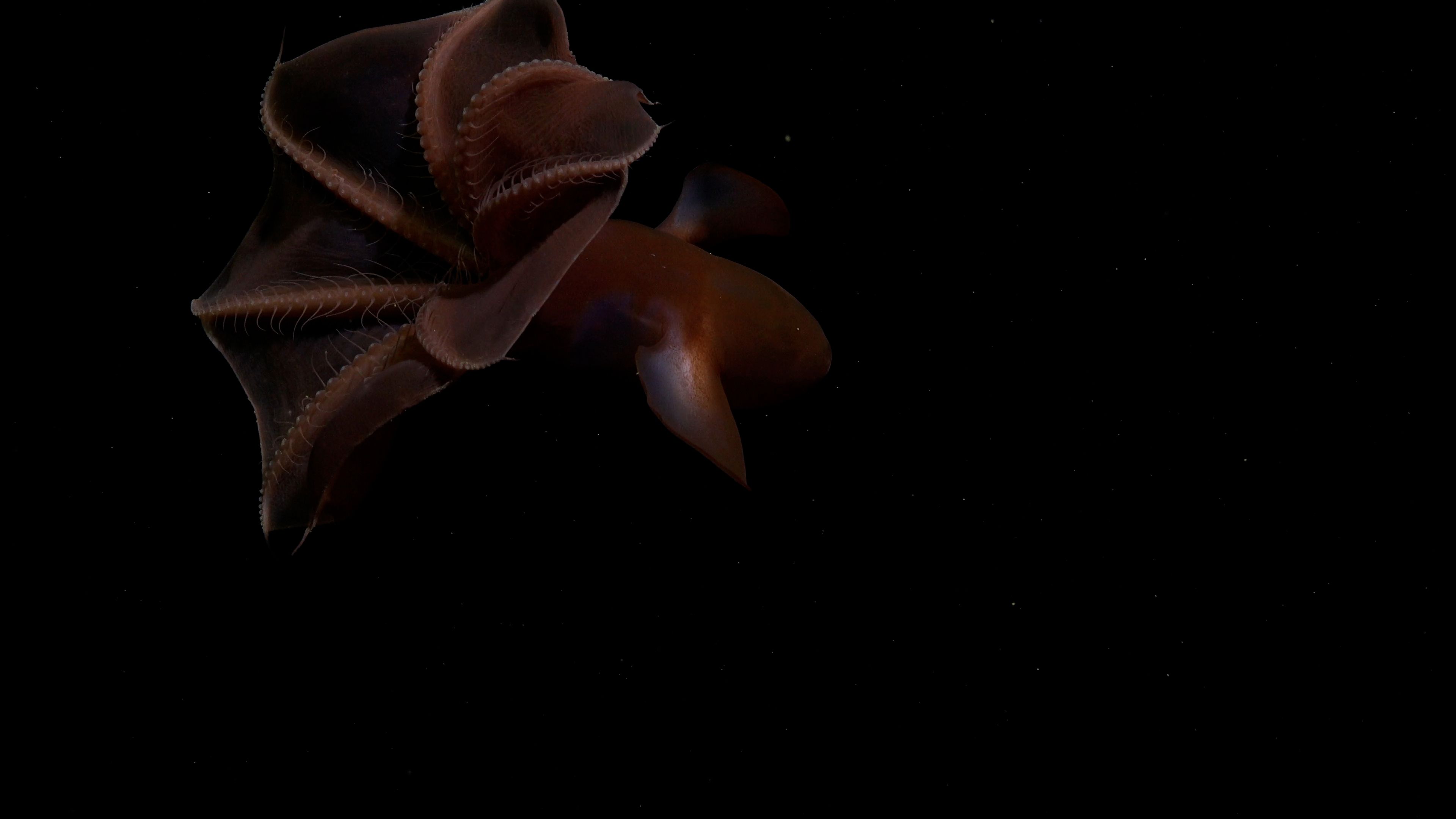 A cirroteuthis octopus glides through a dark ocean. 