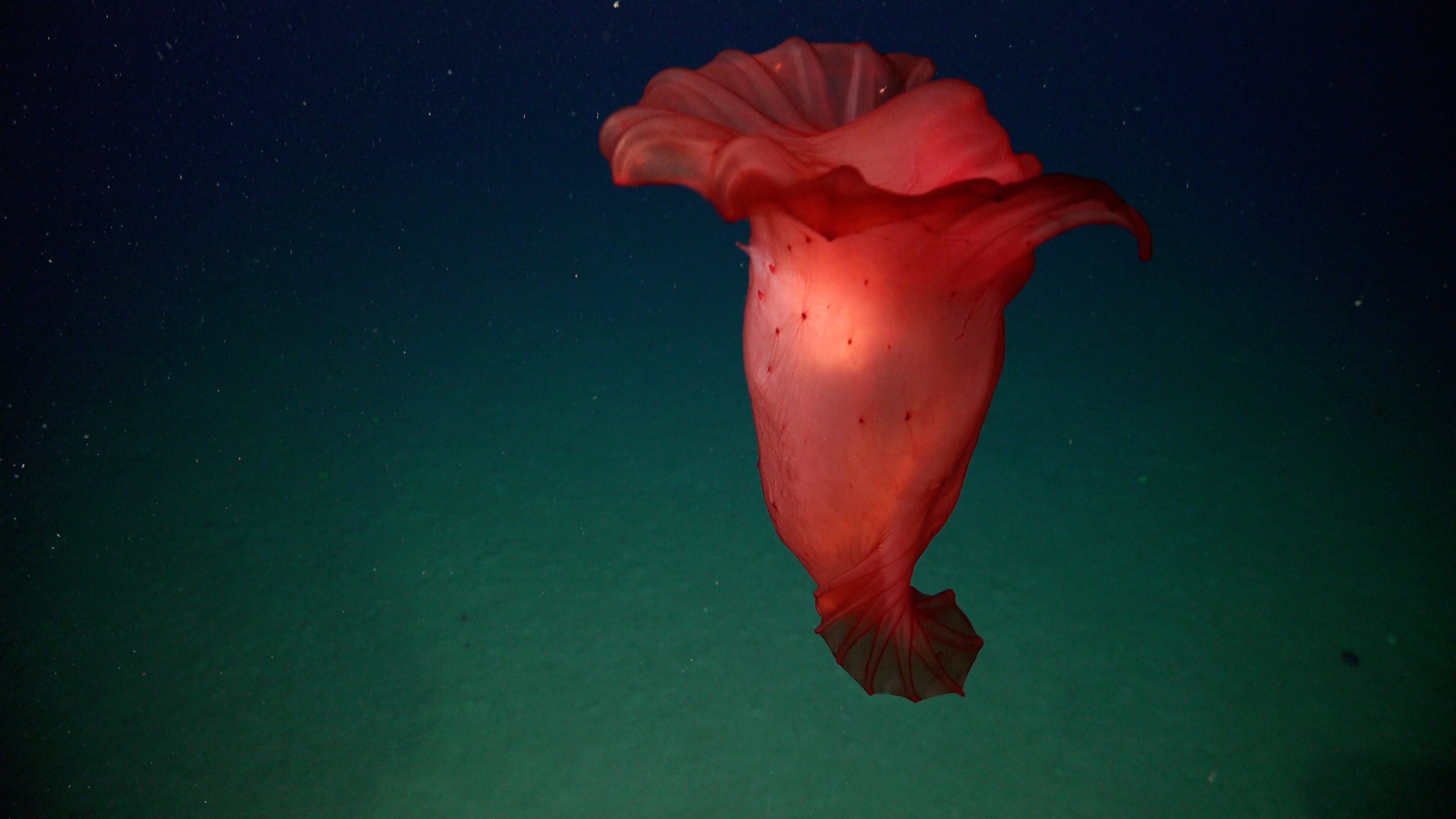 A red sea cucumber floats through the water 