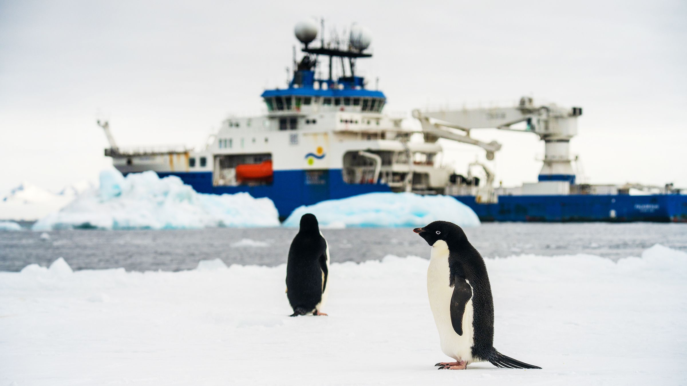 Penguins on ice of Antarctica with research vessel in background