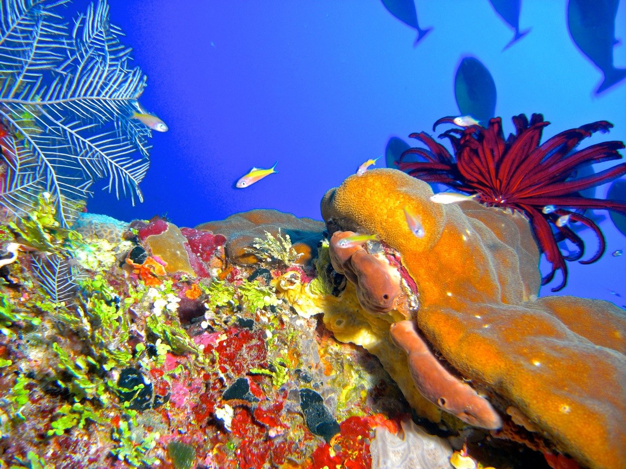 A glimpse of the biodiversity on a shallower Scott Reef site.
