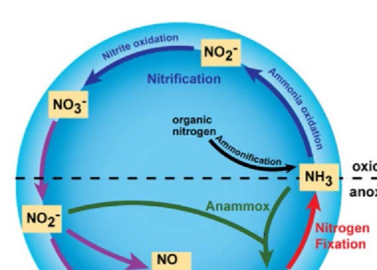 Schematic of the marine nitrogen cycle showing critical reactions. Almost every reaction, represented by arrows, requires a metal-containing enzyme (metalloenzyme) found in a marine microbe for its catalysis. Moreover, many of these reactions occur in the expanding low oxygen regions of the oceans.