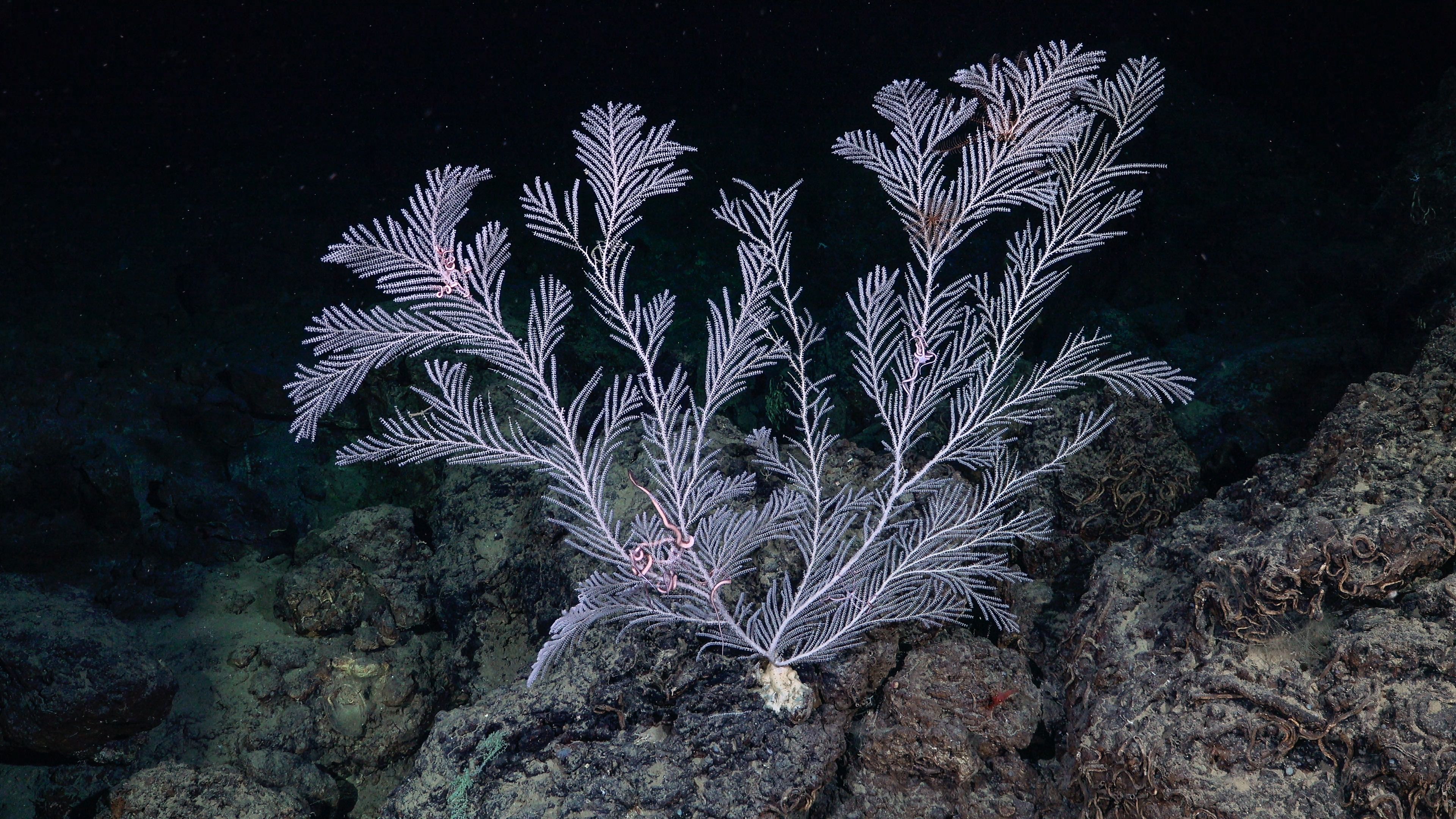 A fan-shaped soft coral (Primnoidae family) with delicate white-and-pink branching arms anchored to a dark ocean floor, with brittle stars wrapped around its branches.