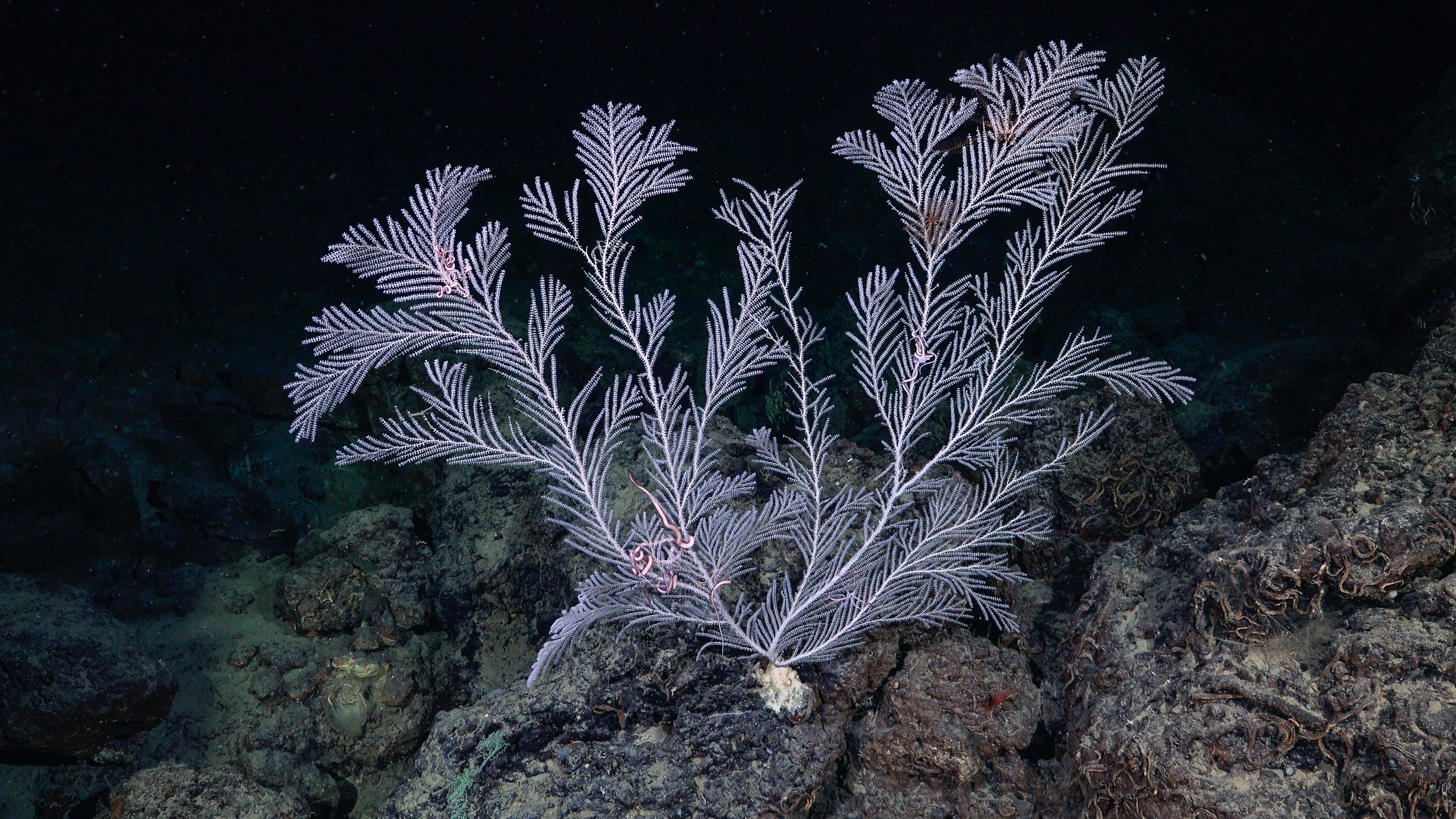 A fan-shaped soft coral (Primnoidae family) with delicate white-and-pink branching arms anchored to a dark ocean floor, with brittle stars wrapped around its branches.