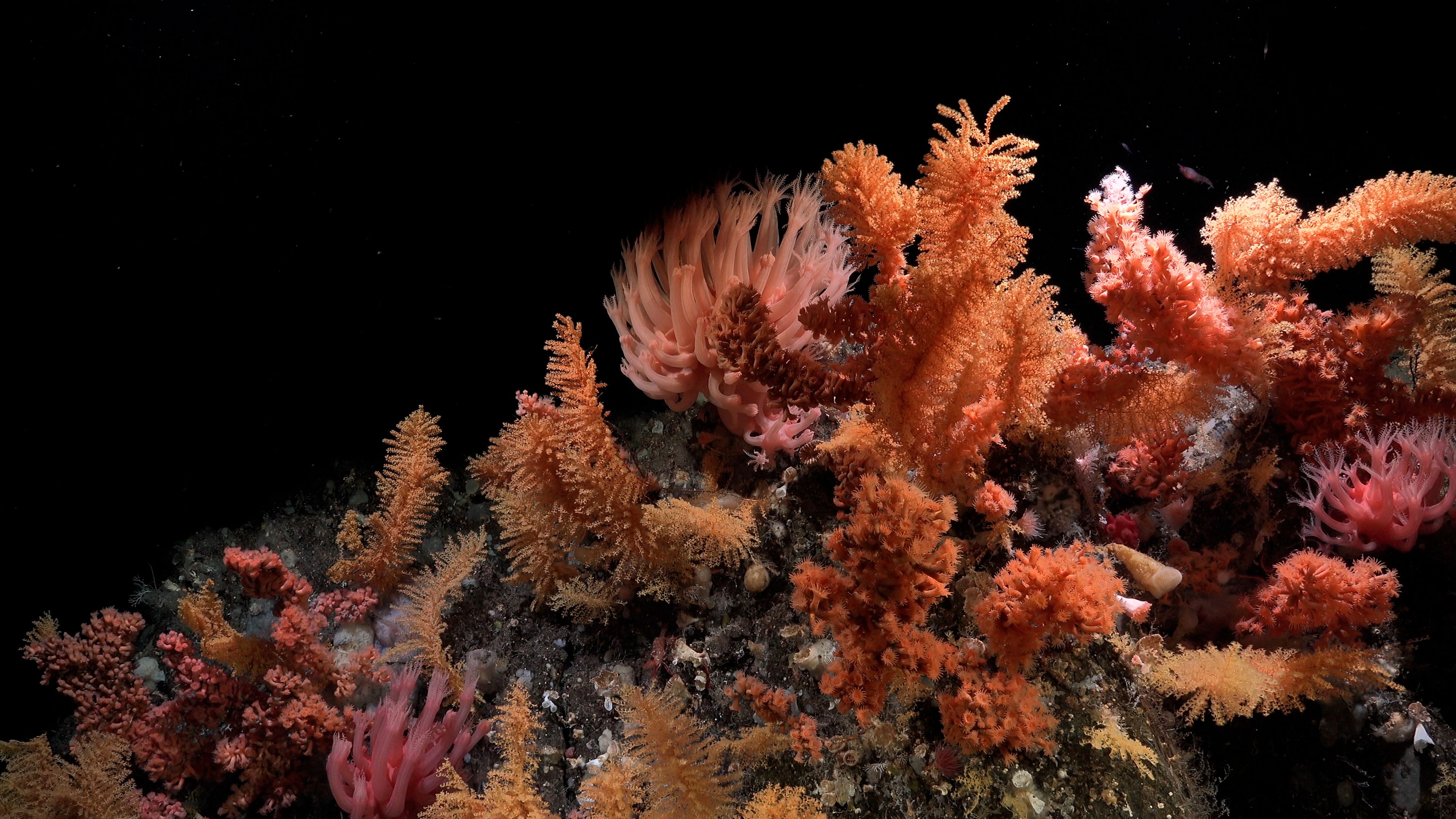 Vibrant cluster of deep-sea orange and pink soft corals and sea fans growing densely on a rocky seafloor ridge against a dark background.