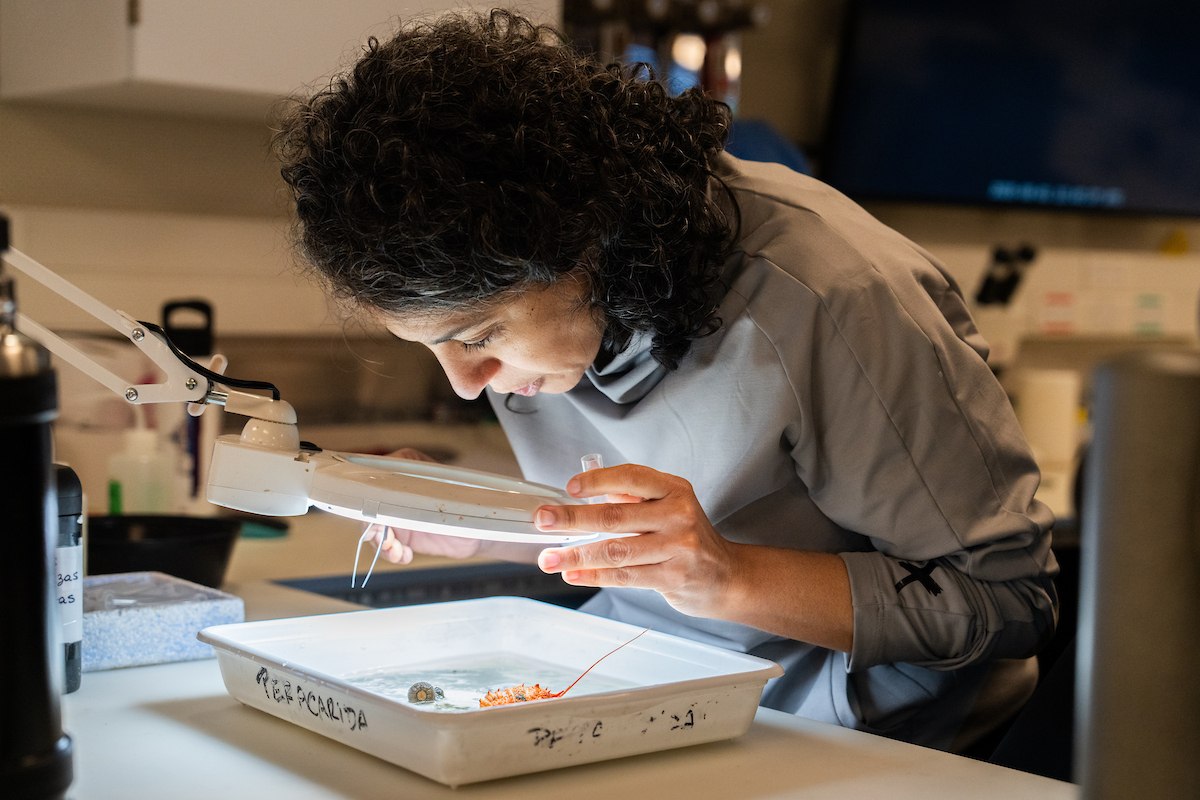 Researcher leaning closely over a illuminated magnifying glass while examining a small marine specimen in a white tray in a laboratory onboard.