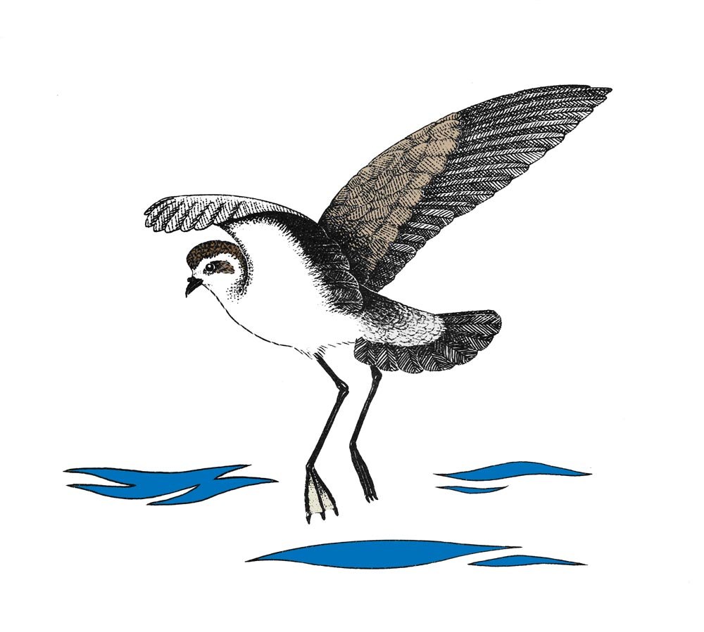 birdlife Logo