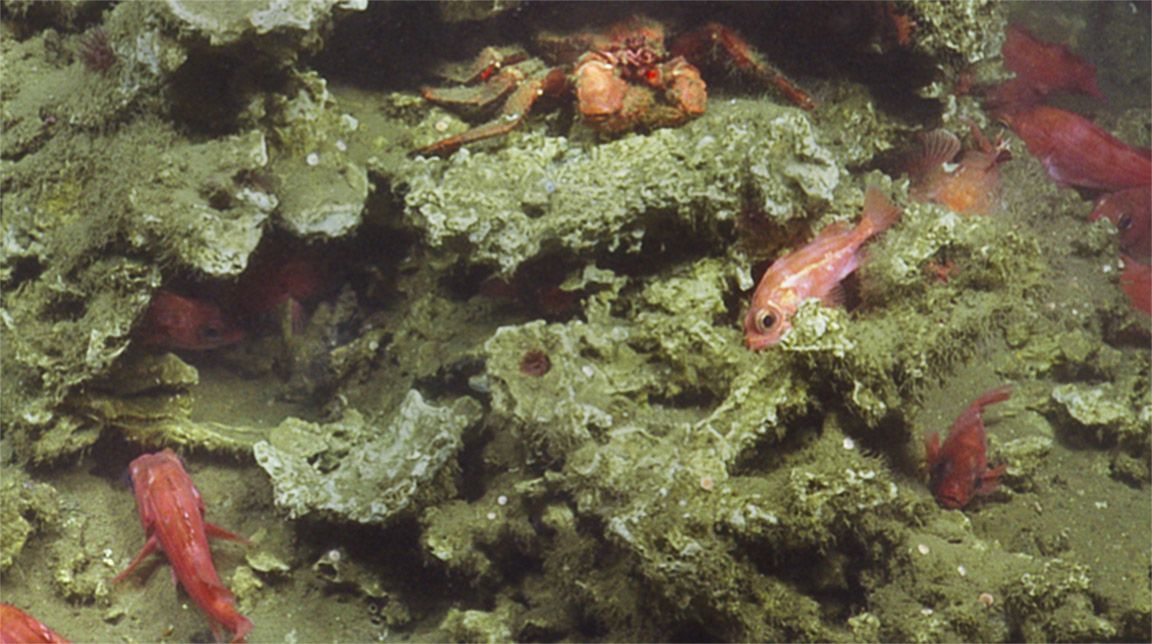  Underwater scene at a rocky seafloor with several red fish swimming among greenish rock formations. A crab is perched on a rock near the center of the image.