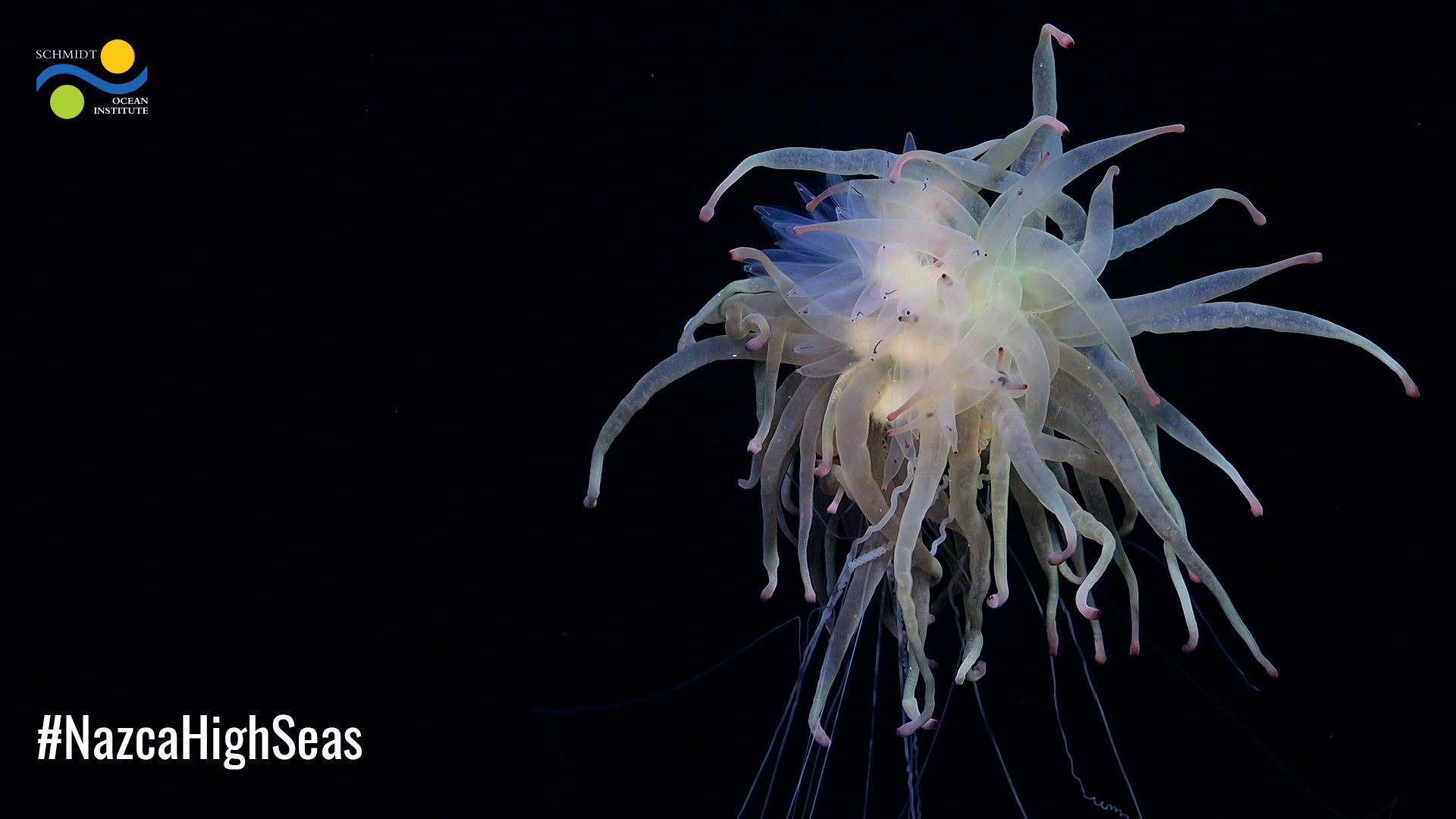 Bathyphysa conifera siphonophore