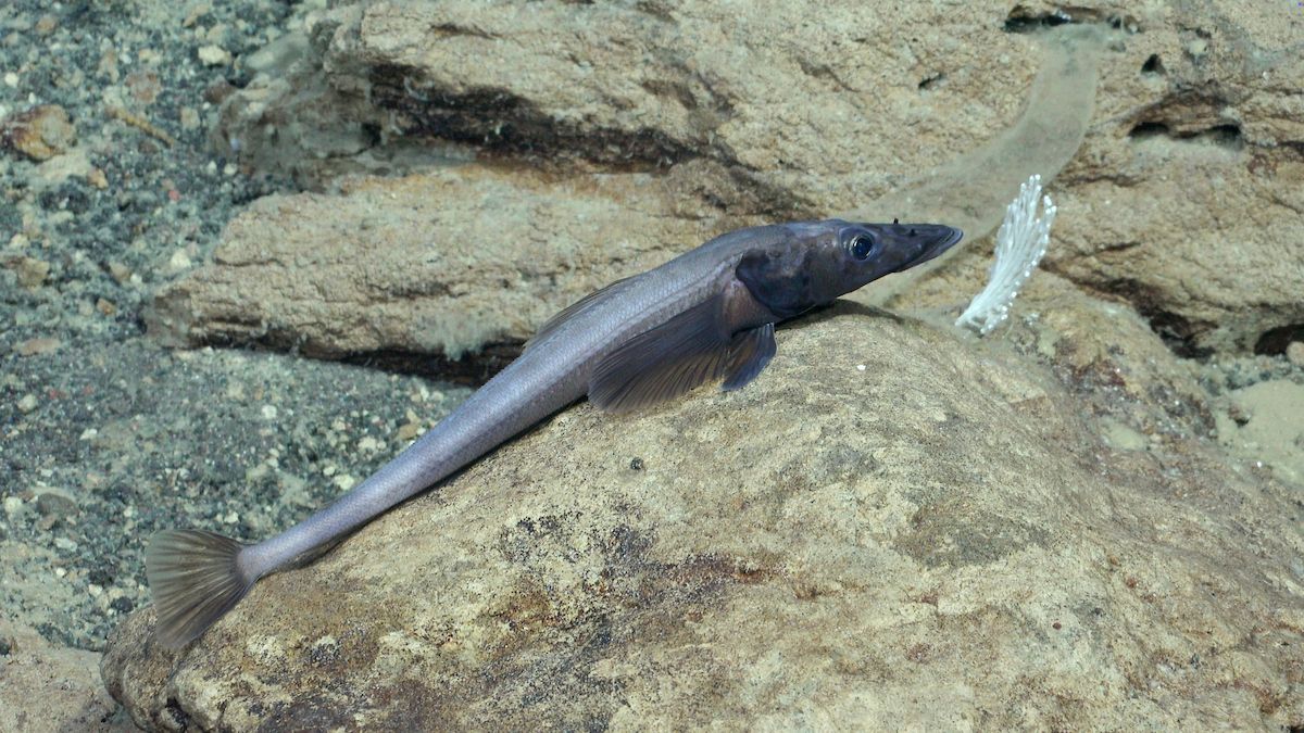 Slender, dark grey deep-sea fish resting horizontally across a pale, rocky seafloor ledge.