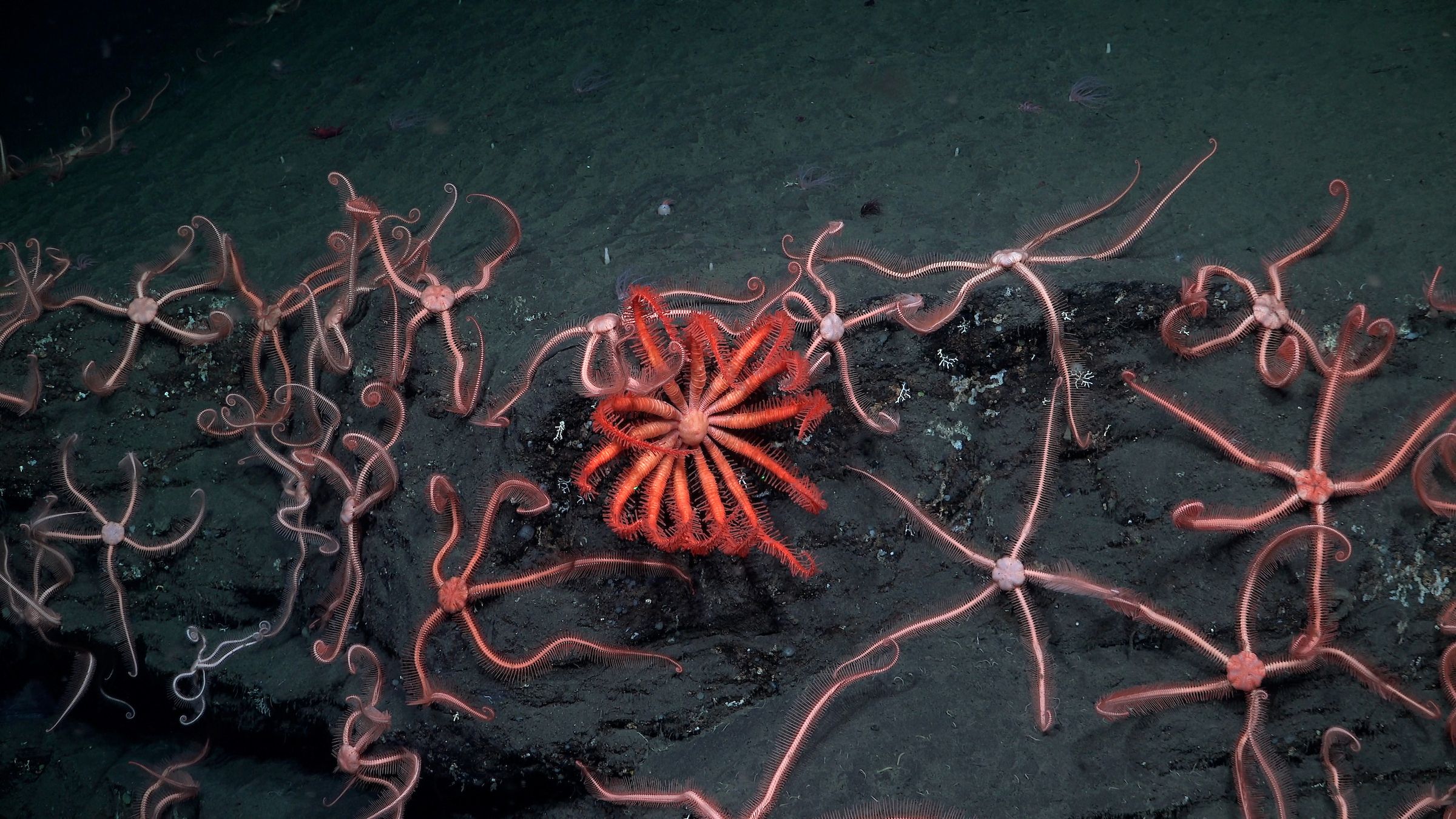 Red and pink sea stars perch on a rocky clif