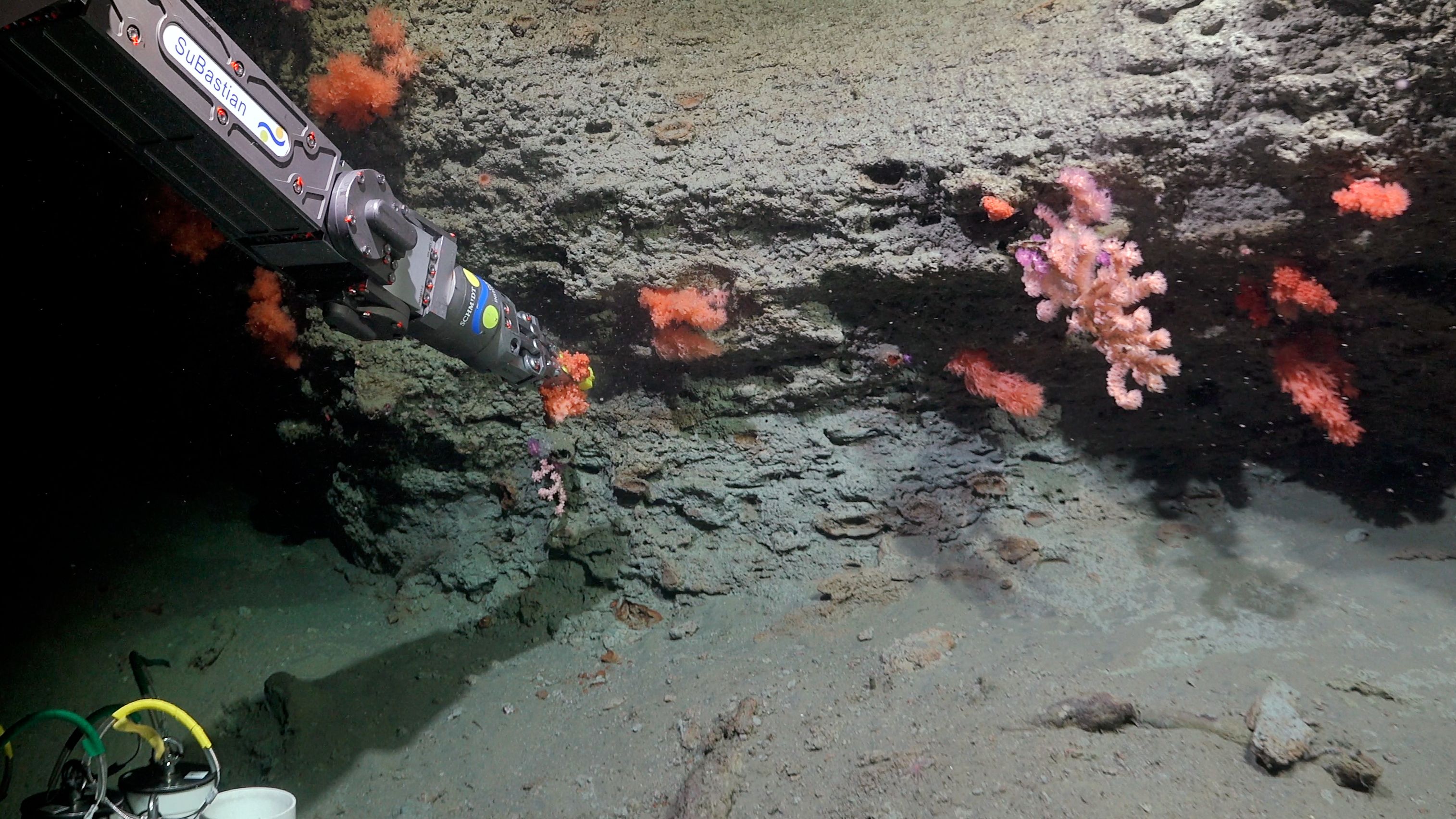 Underwater image of the ROV's arms collecting a pink fluffy sample.