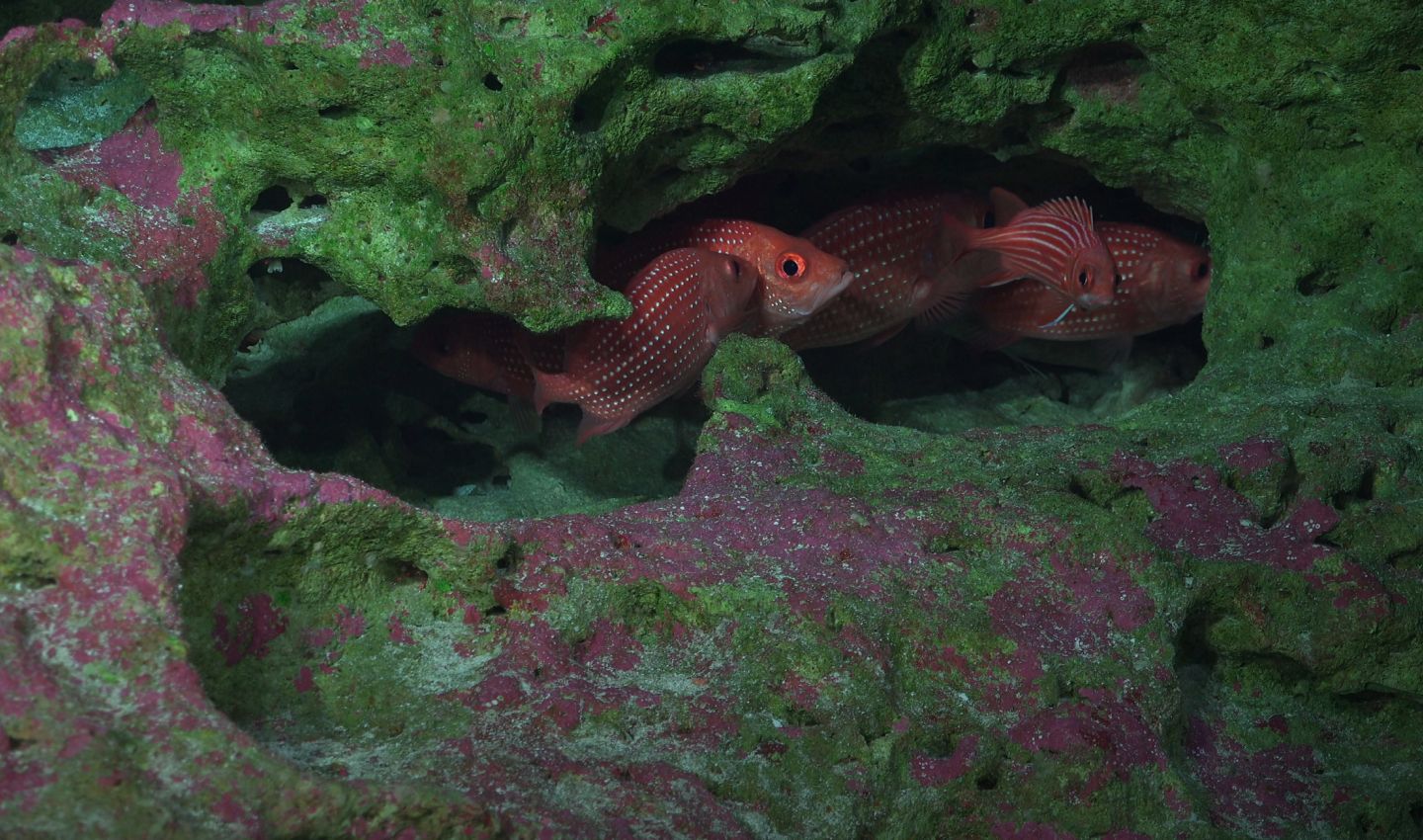Fish hiding in between coral