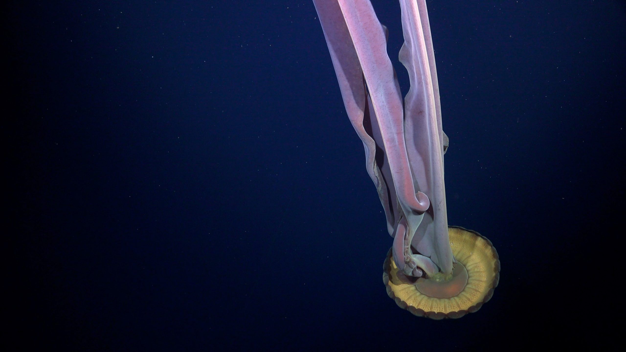 A large purple jellyfish with long arms swims in the deep sea.