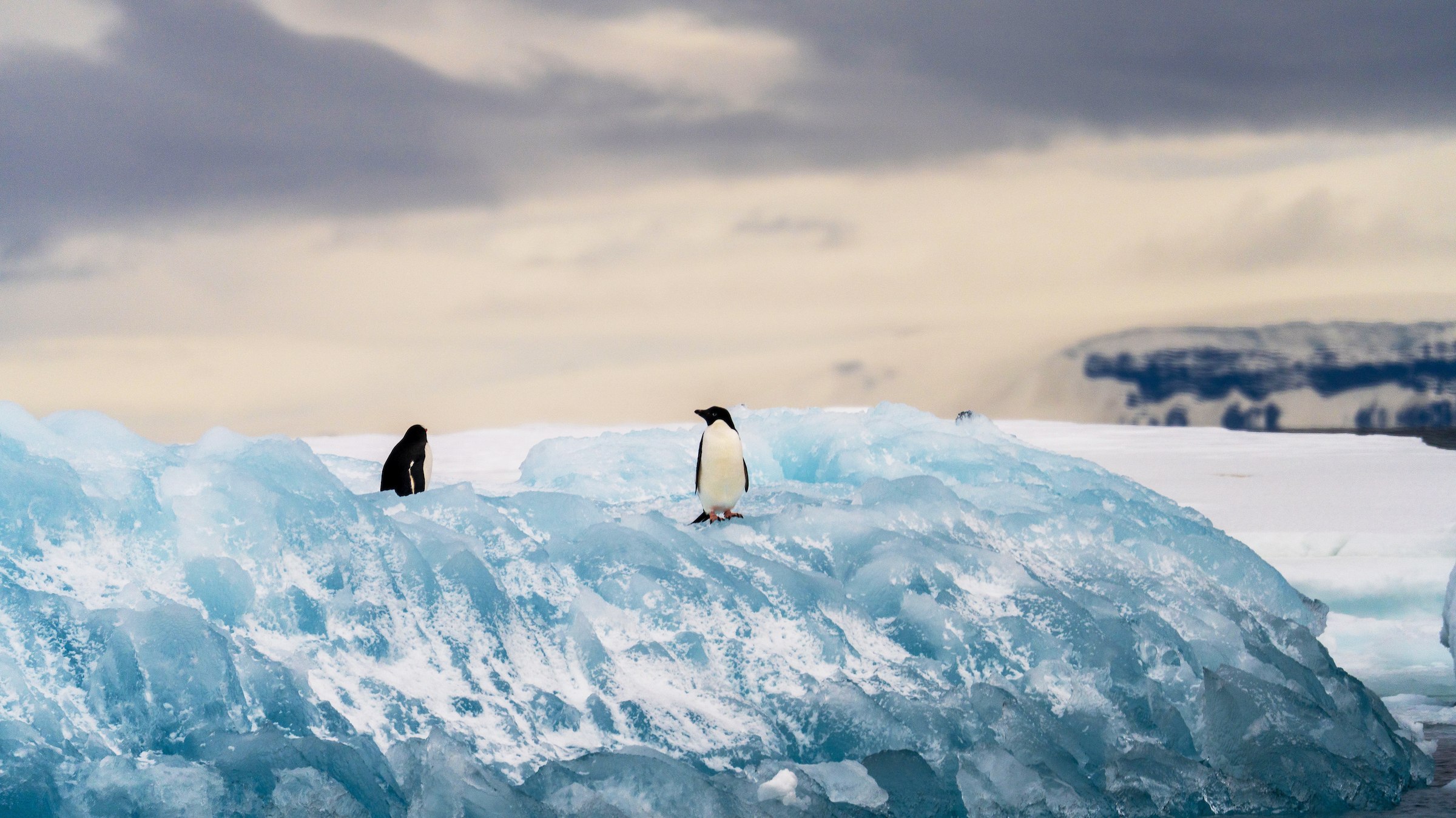 Penguins on ice