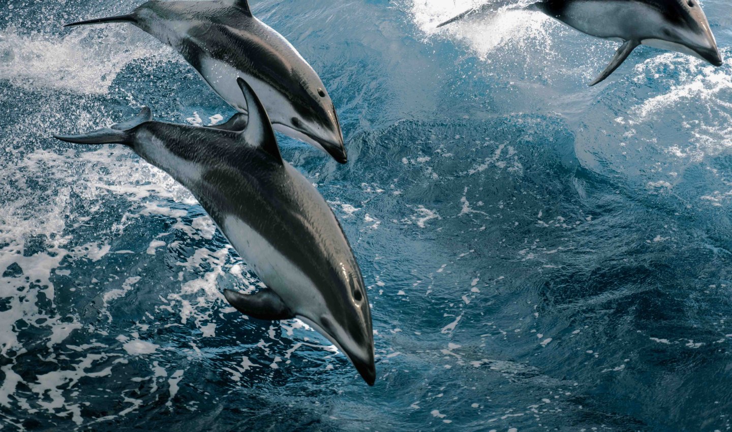 Dolphins jumping out of water