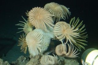 A garden of crinoids on a deep Roatan reef. 