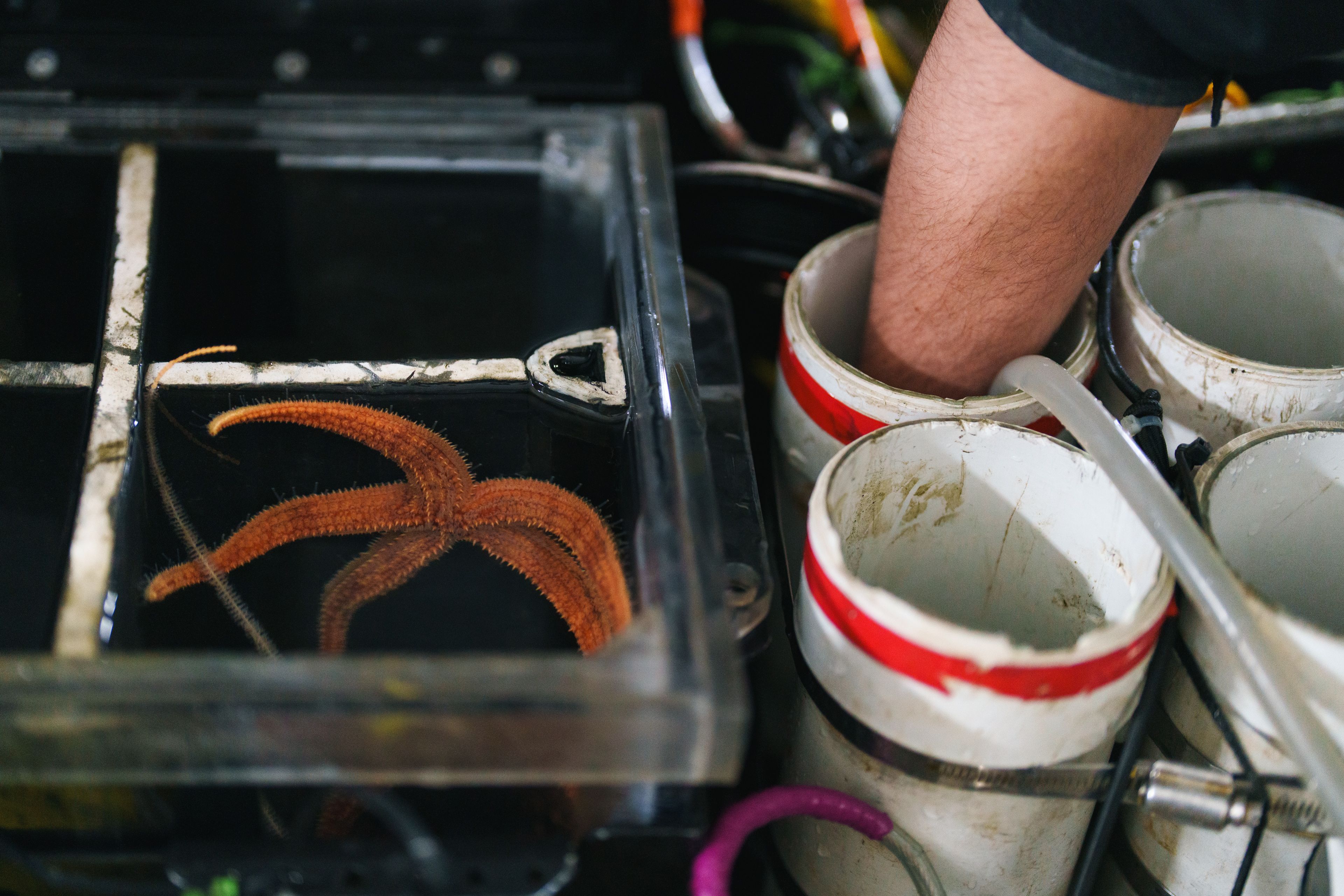 A top down view of ROV Subastians porch with a scientist receiving a sample from a coral quiver while a starfish waits in a biobox.
