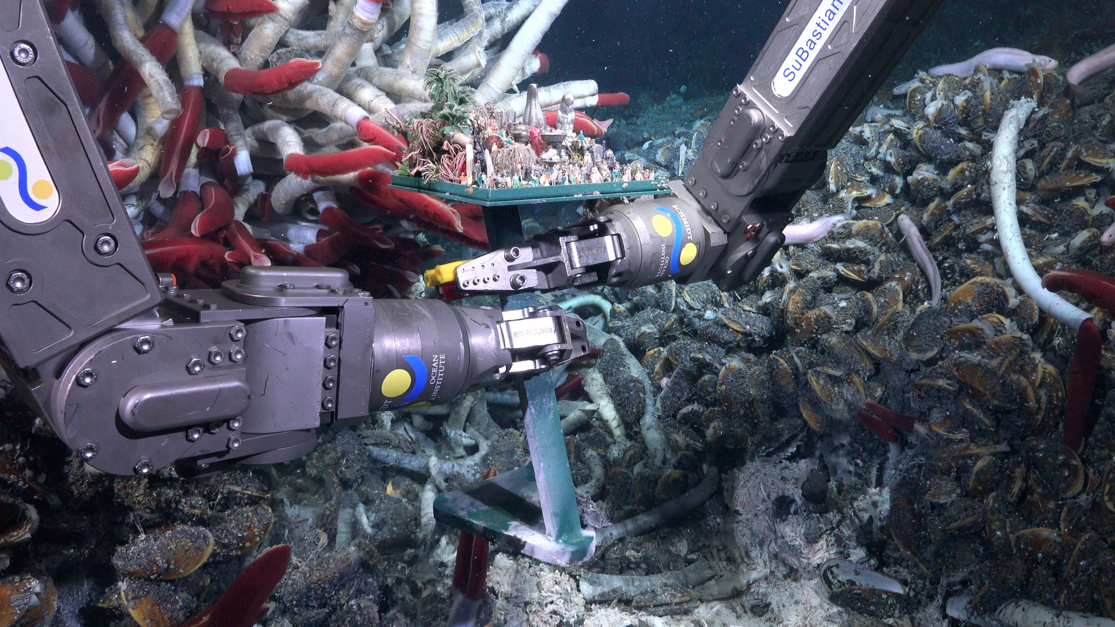 black coral being discovered by schmidt ocean institute underwater robot