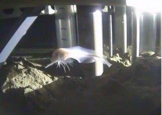 The newly discovered ghost fish at 8,137 meters depth.