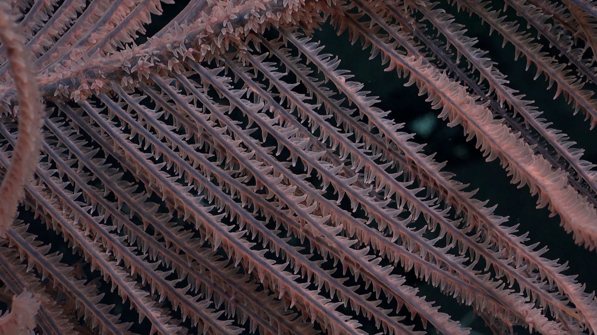 Close-up detail image of black coral spicules