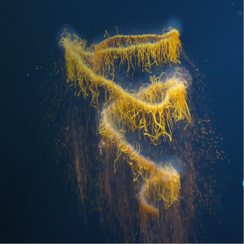 yellow organism under the ocean