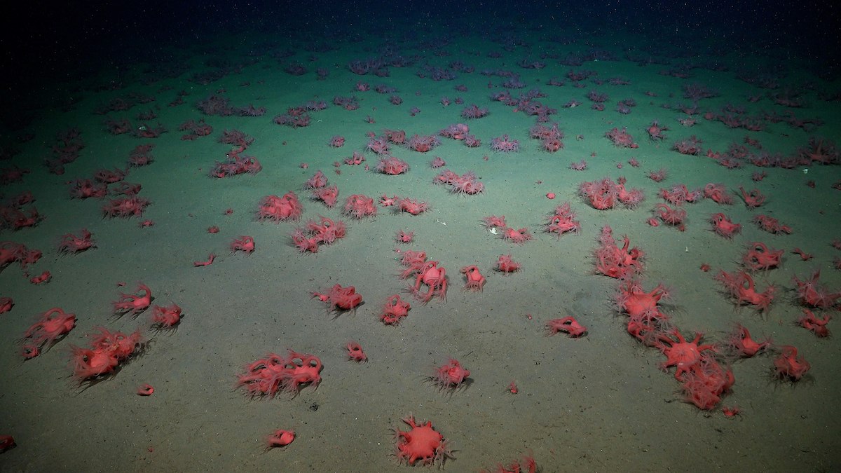 Vast expanse of sandy seafloor covered in a dense field of small, bright red soft corals spread into the distance.
