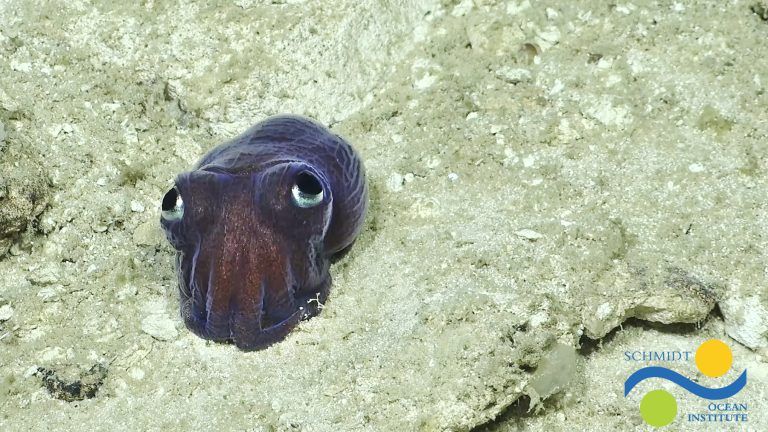 Zoom BG Dive531 OctoOdyssey
