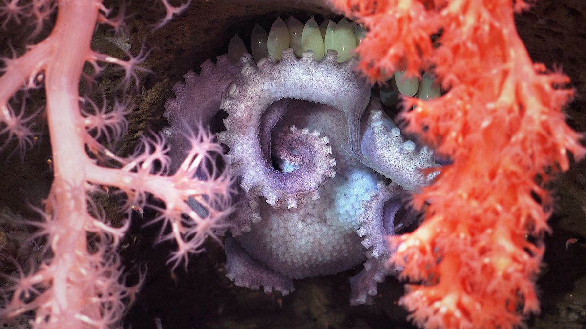 Pale purple octopus coiled tightly inside a rock crevice guarding a cluster of translucent eggs, framed by vibrant pink and red coral branches.