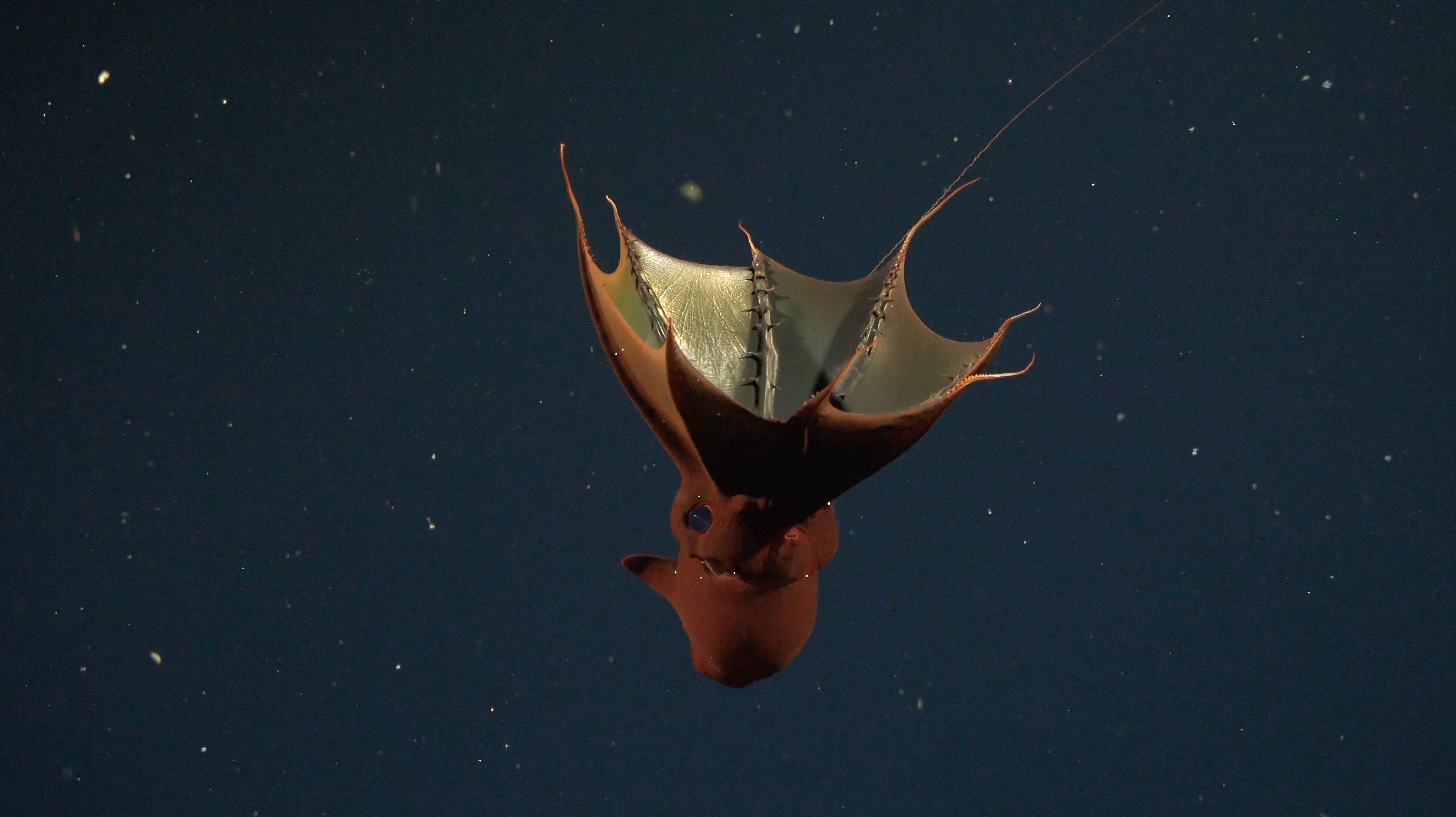 A red vampire squid floats upside down in the ocean. 