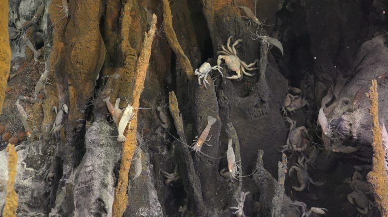 Shrimp and crabs gather around a hydrothermal vent 3,500 meters deep. Credit: Schmidt Ocean Institute.