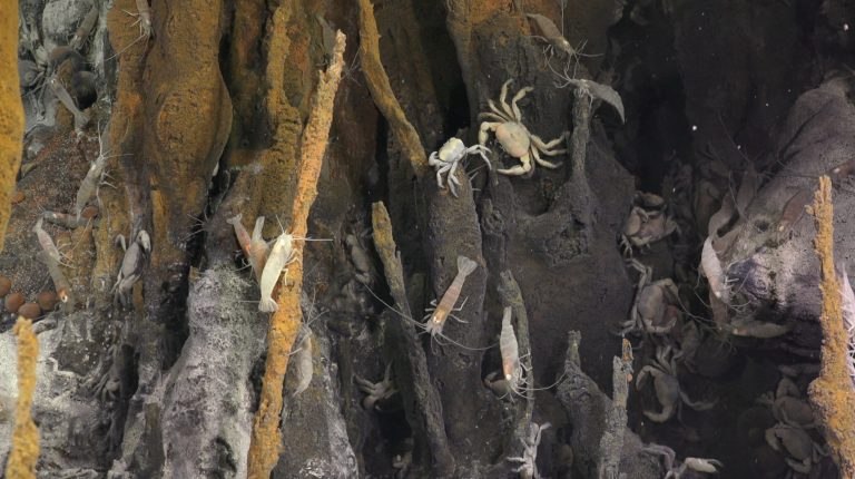 Shrimp and crabs gather around a hydrothermal vent 3,500 meters deep. Credit: Schmidt Ocean Institute.