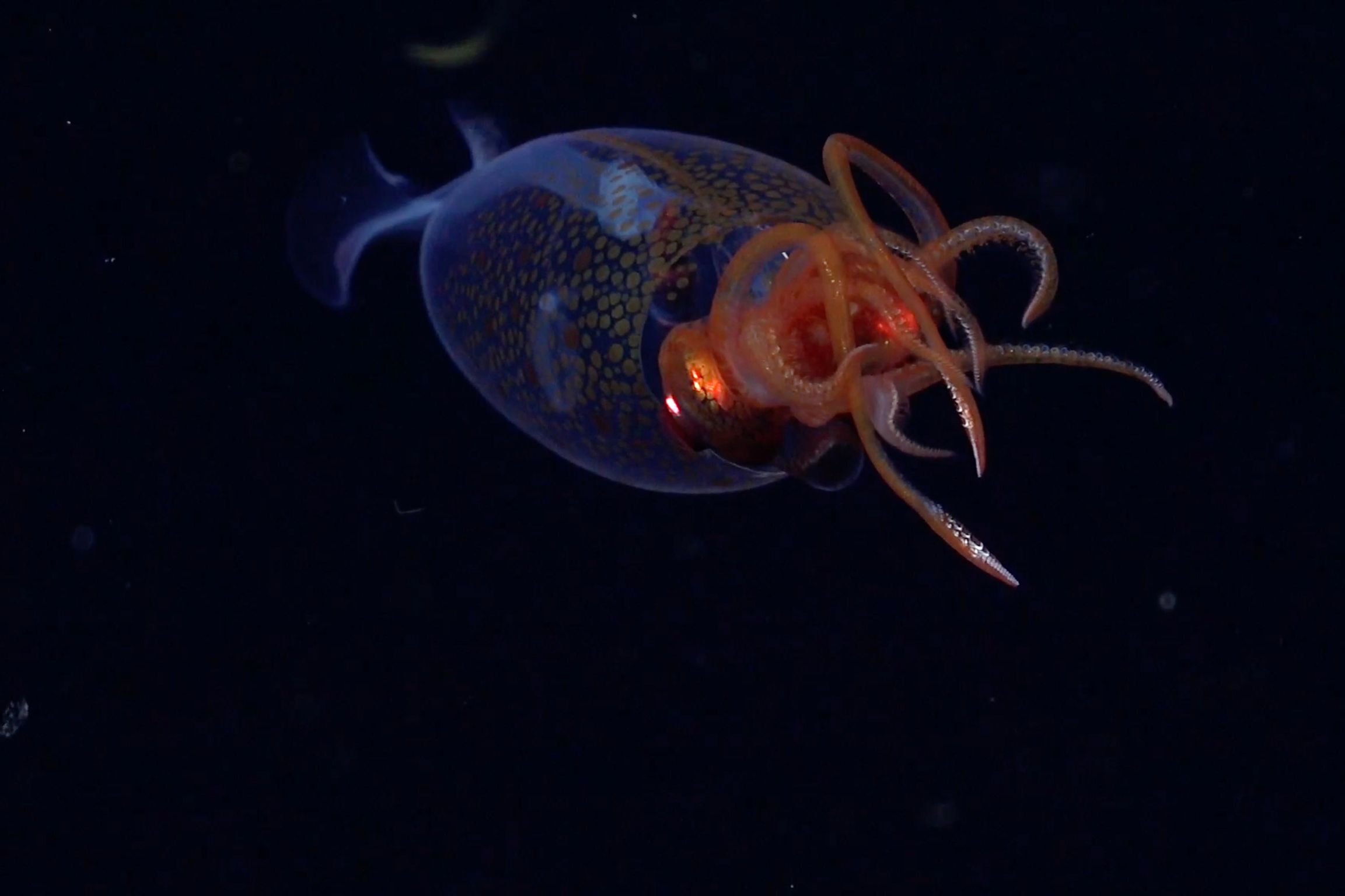 A baby colossal squid with a translucent body, gold-speckled patterns, and glowing orange tentacles floats through the dark deep sea.