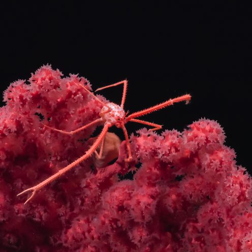 Crab crawling on coral