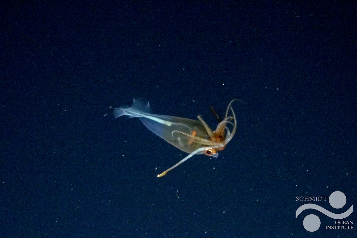 Translucent Galiteuthis glacialis glass squid floating horizontally in deep black water, with the Schmidt Ocean Institute logo in the bottom right corner.