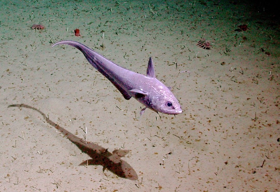 As they make their way to greater depth, the team may see fish like this rattail--a common deep-sea species. However, it's not clear whether any fish can live more than 8,000 meters or so down.