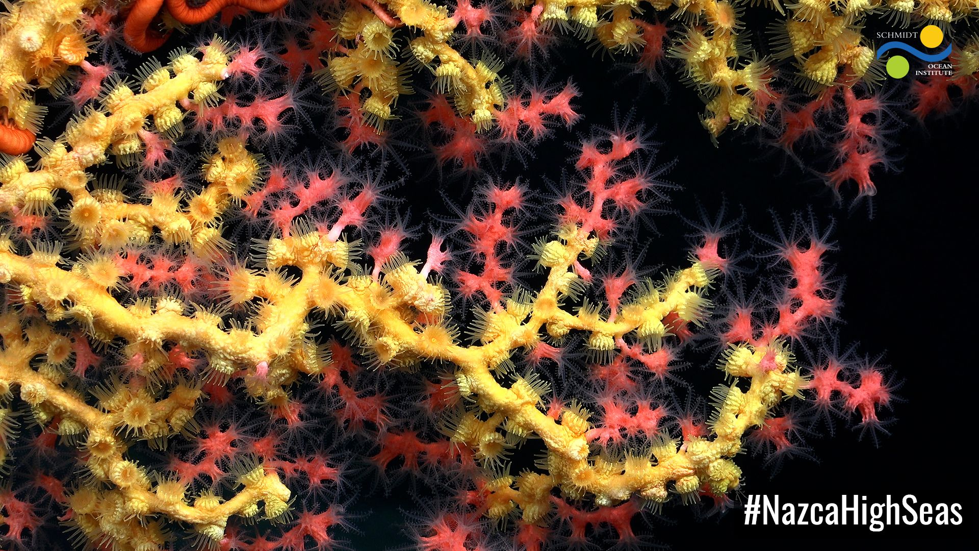 Paragorgia (bubblegum coral) covered with Midas touch (yellow Parazoanthidae)